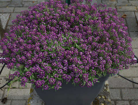 Alyssum, Sweetie Deep Purple:SE