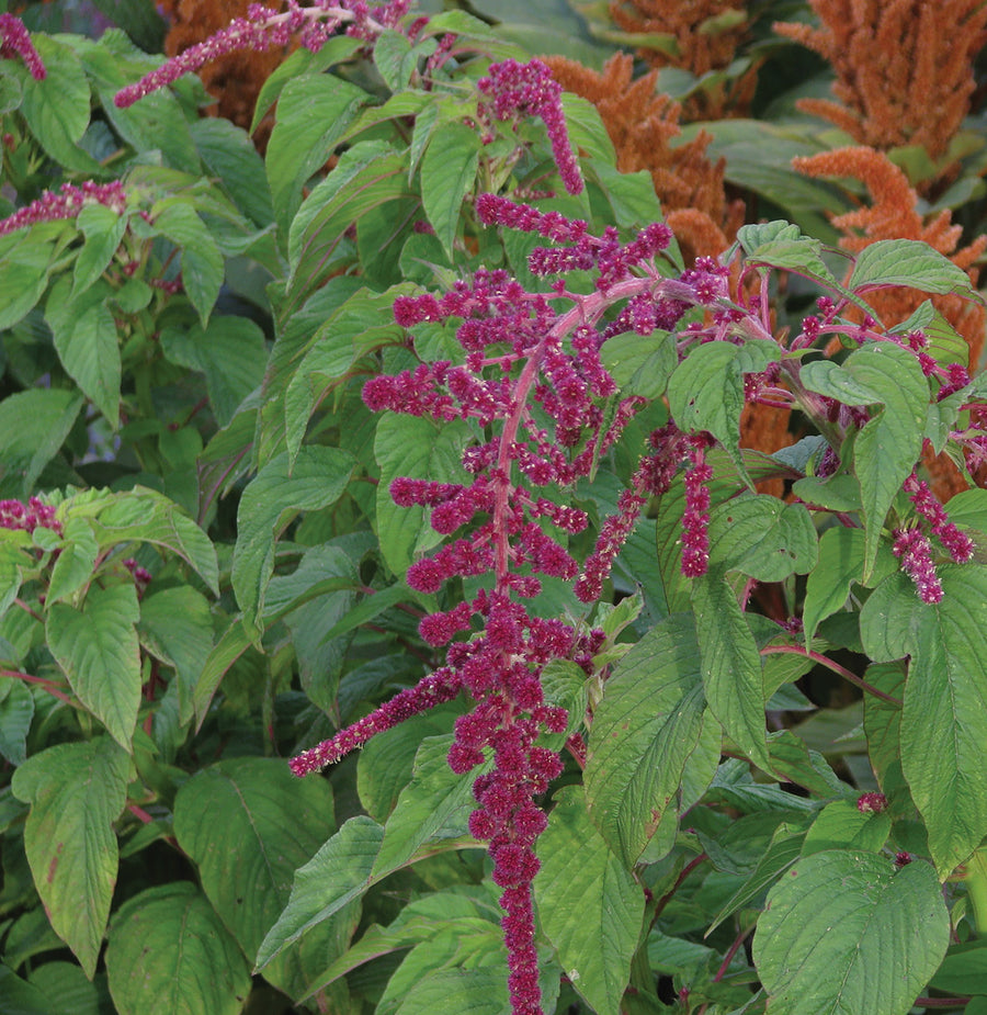 Amaranthus, Red Pearls