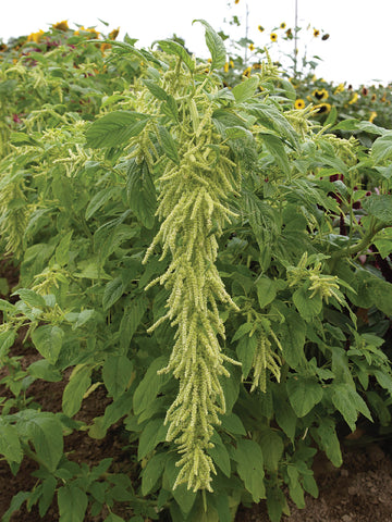 Amaranthus, Green Tails
