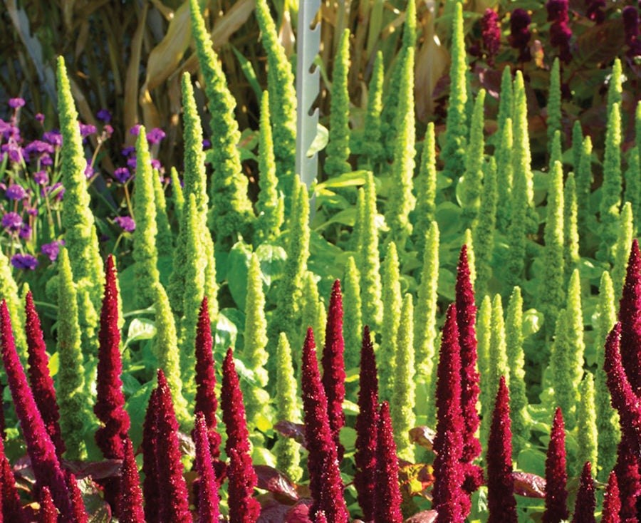 Amaranthus, Green Thumb