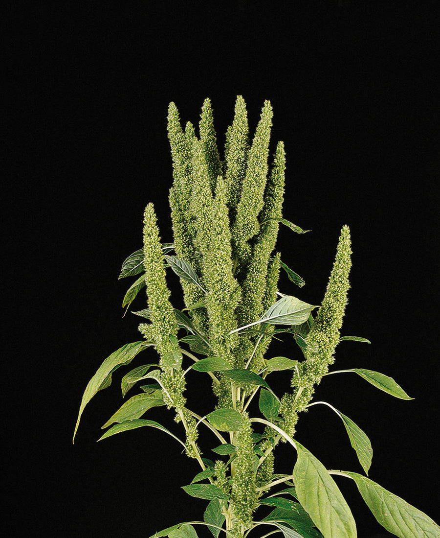 Amaranthus, Green Thumb