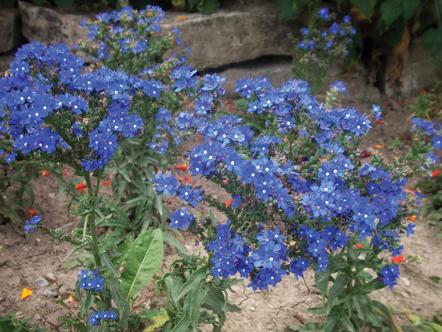 Anchusa, Blue Angel