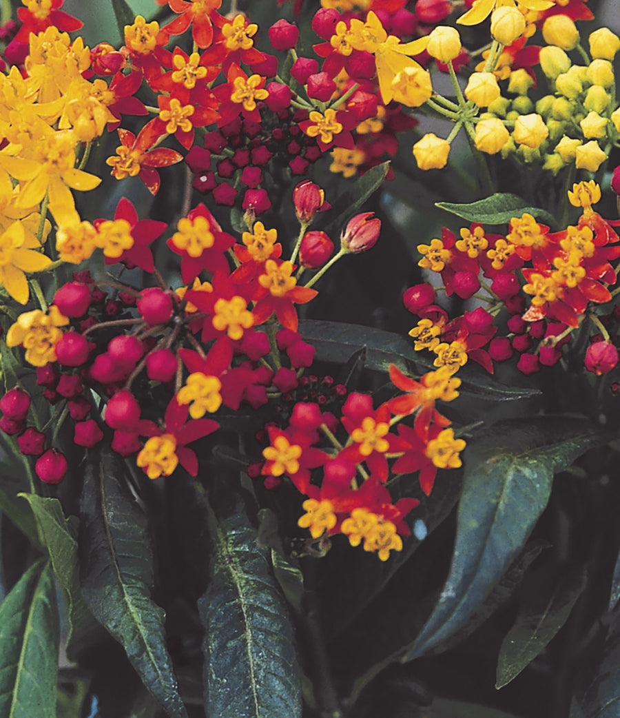 Asclepias, Silky Red