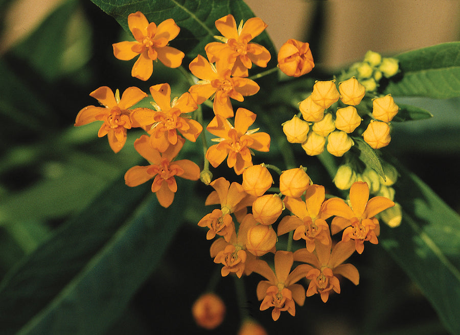 Asclepias, Silky Gold