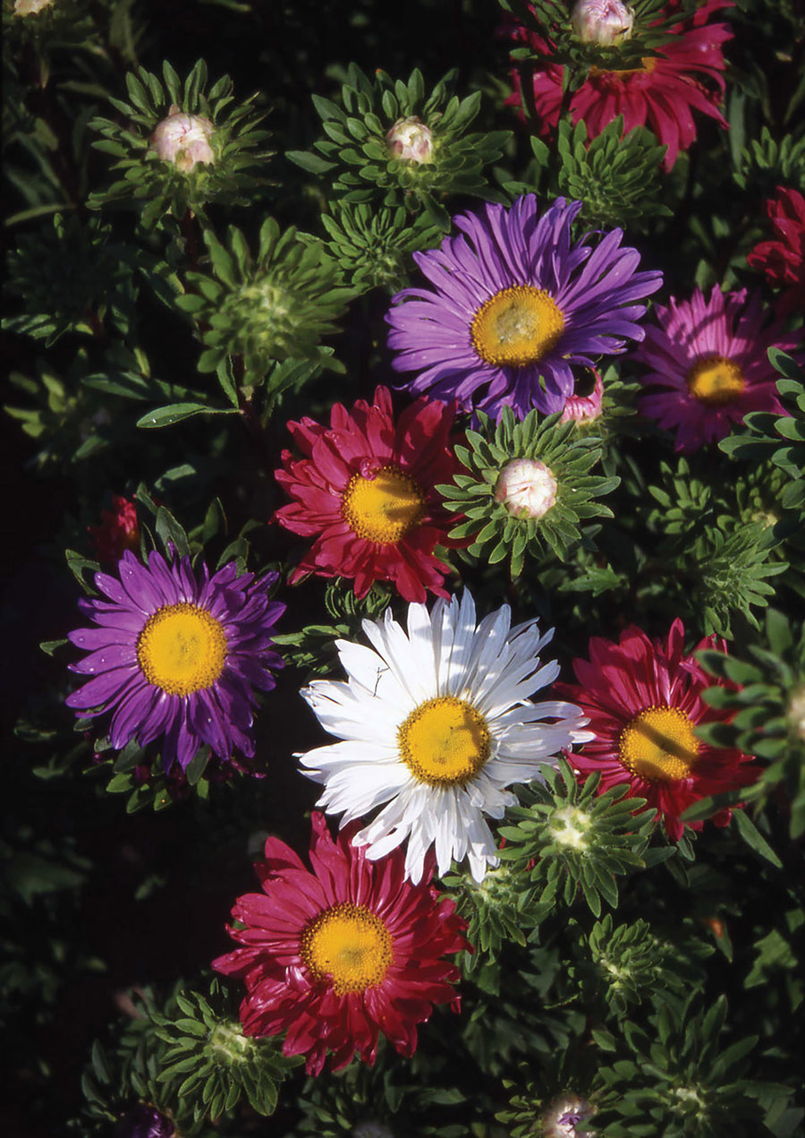 Aster, Rainbow Mix