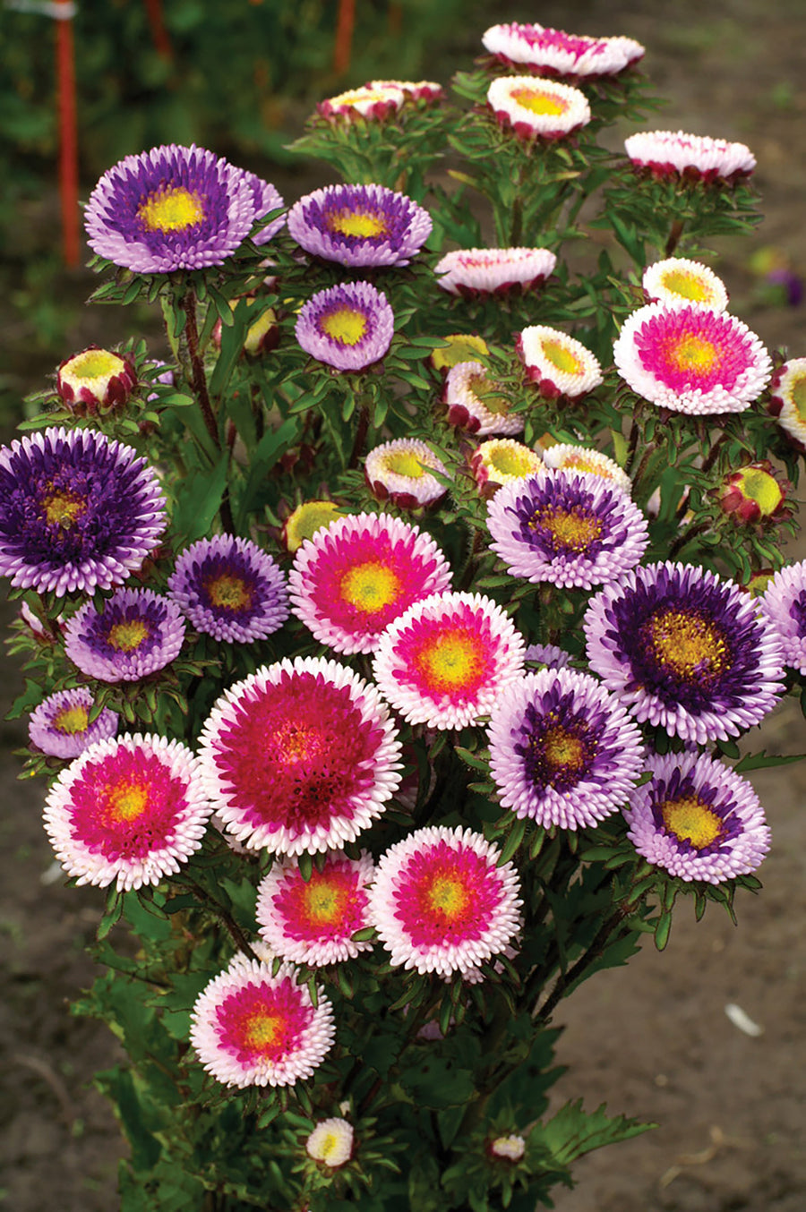 Aster, Hi-No-Maru Mix