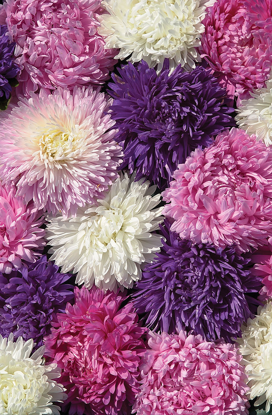 Aster, King Size Mix