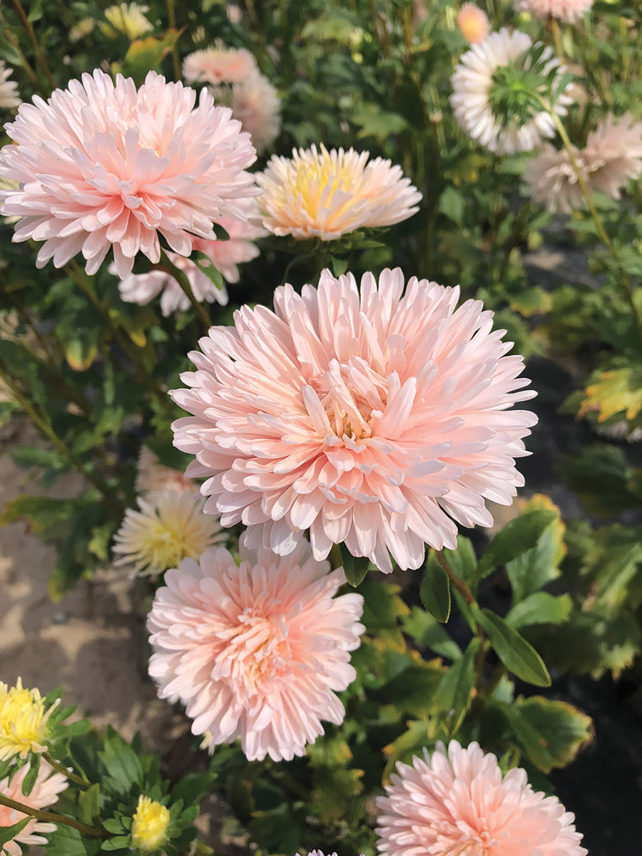 Aster, King Size Apricot