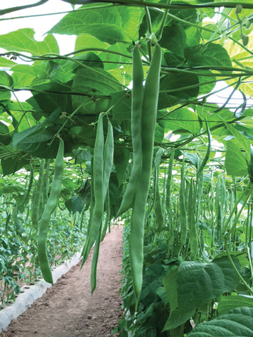 Beans, Algarve