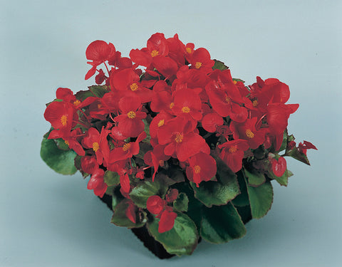 Begonia, Super Olympia Red