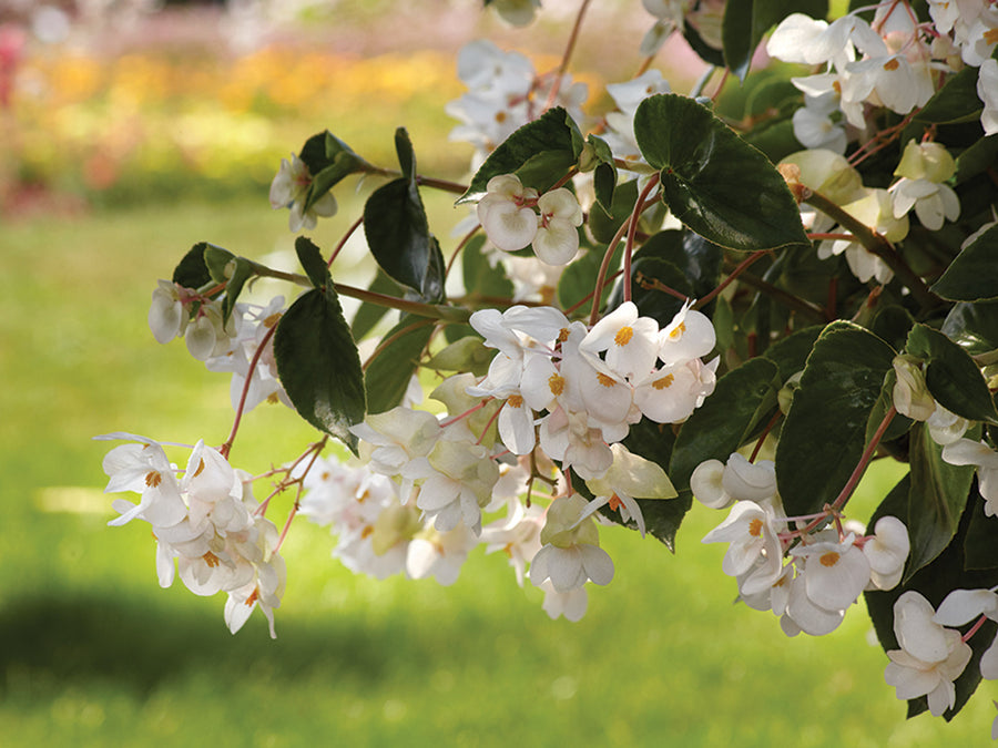 Begonia, Dragon Wing White