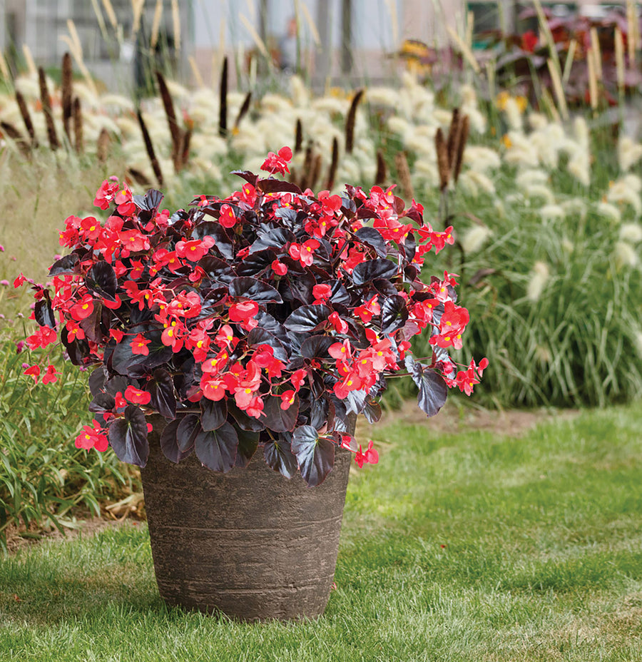 Begonia, Viking XL Chocolate Red