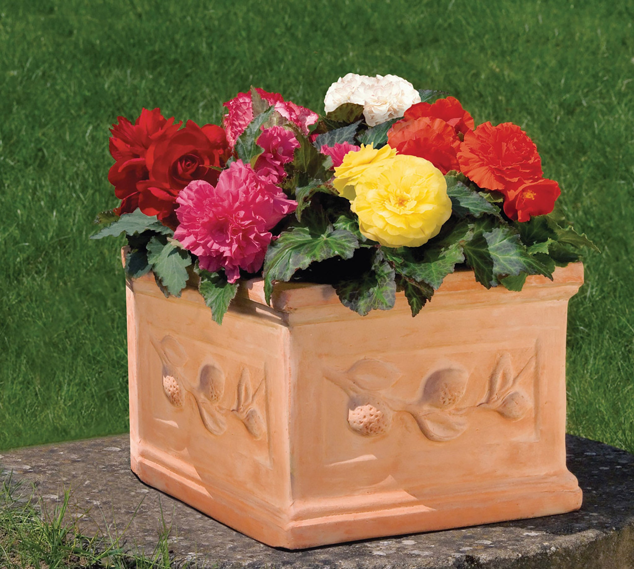 Begonia, Nonstop Mix – William Dam Seeds