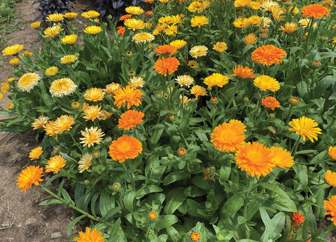 Calendula, Fiesta Gitana Superior