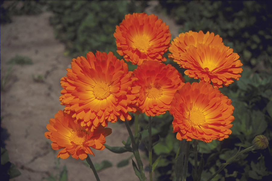 Calendula, Balls Orange