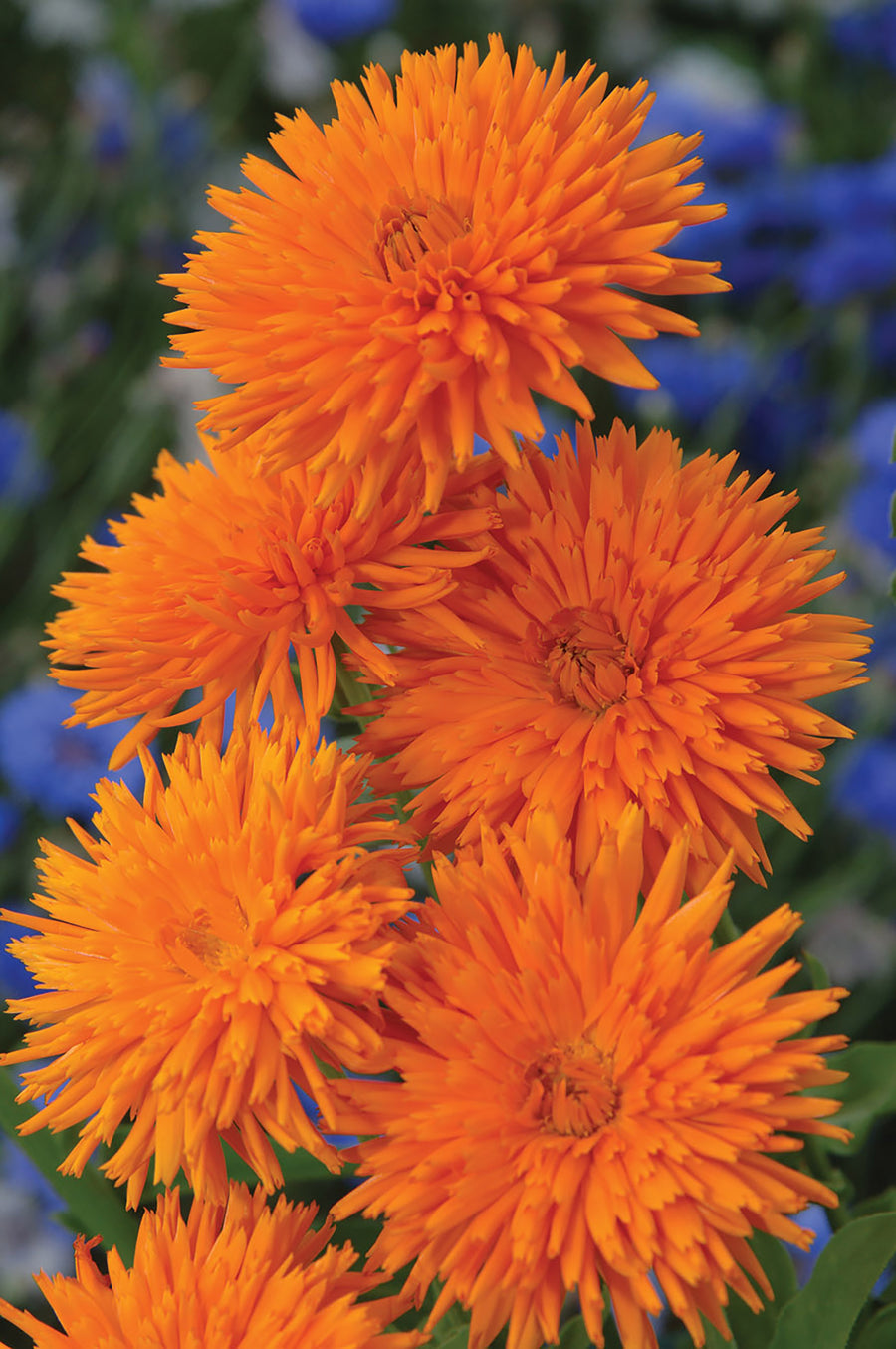 Calendula, Orange Porcupine