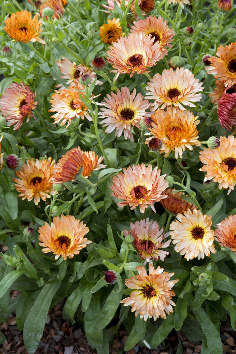 Calendula, Orange Flash