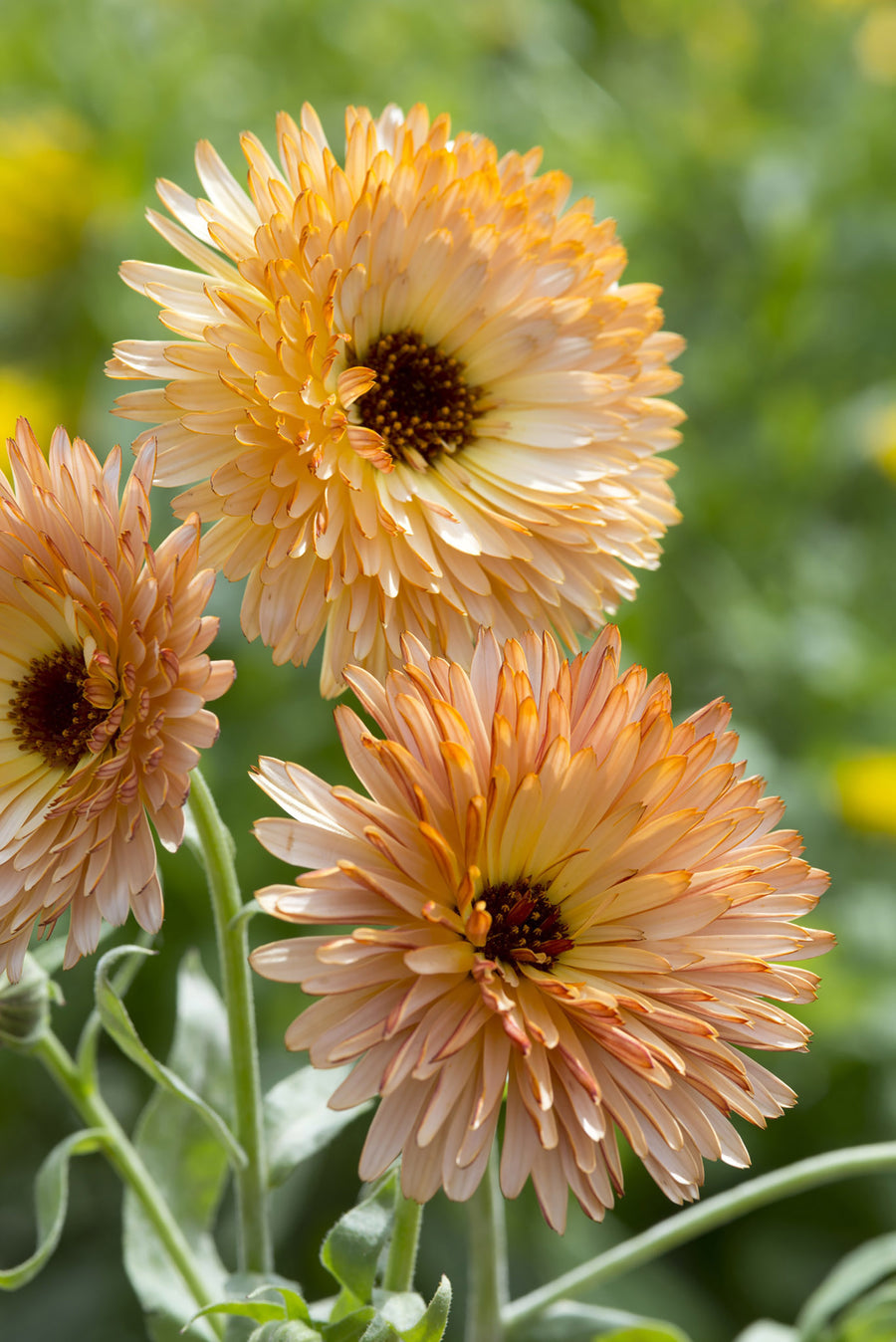 Calendula, Orange Flash