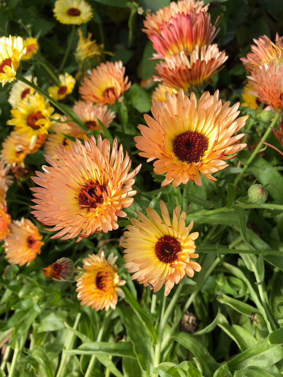 Calendula, Orange Flash