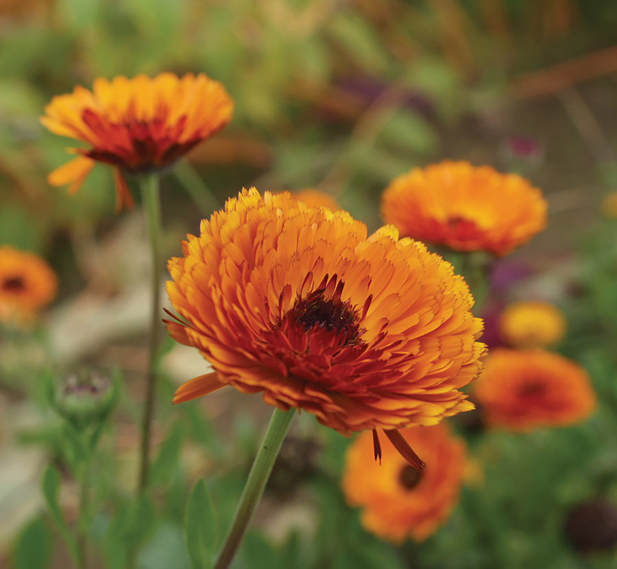 Calendula, Indian Prince