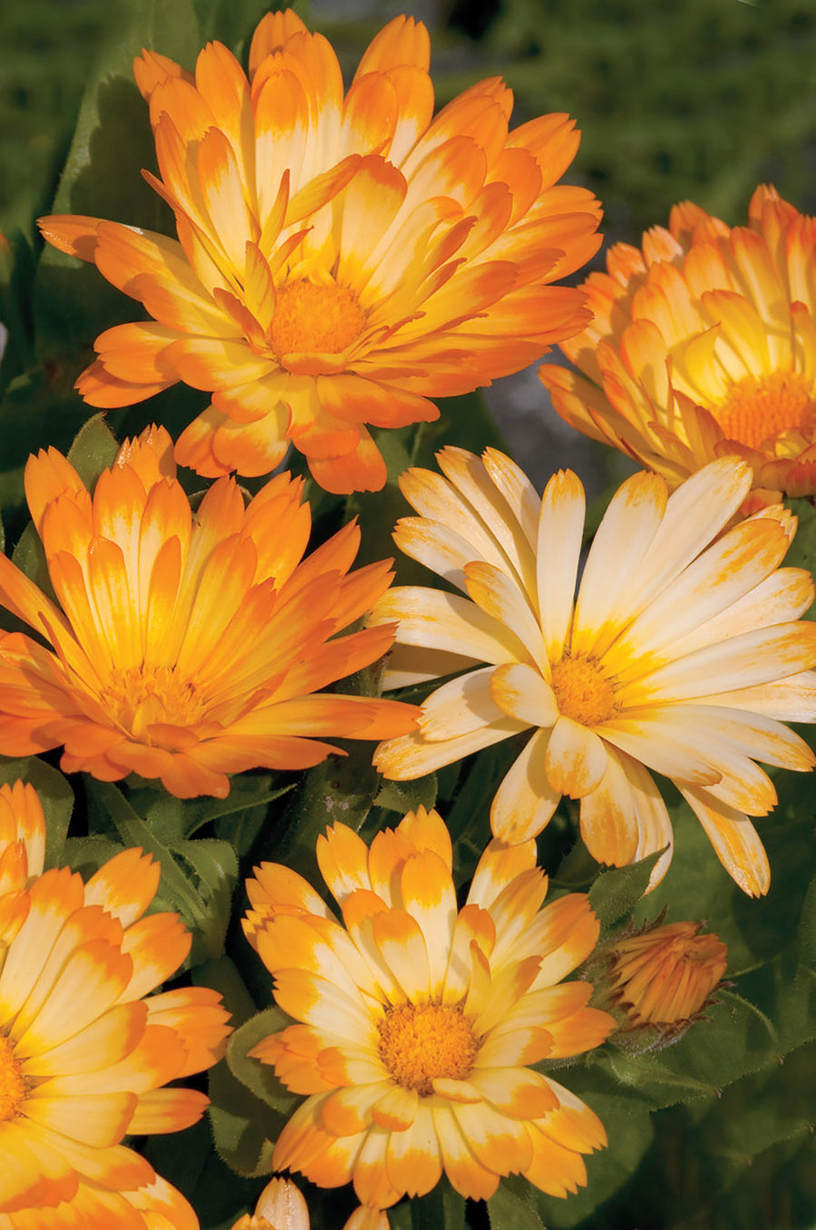 Calendula, Oopsy Daisy