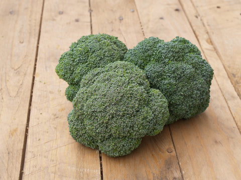 Broccoli, Burney Hybrid