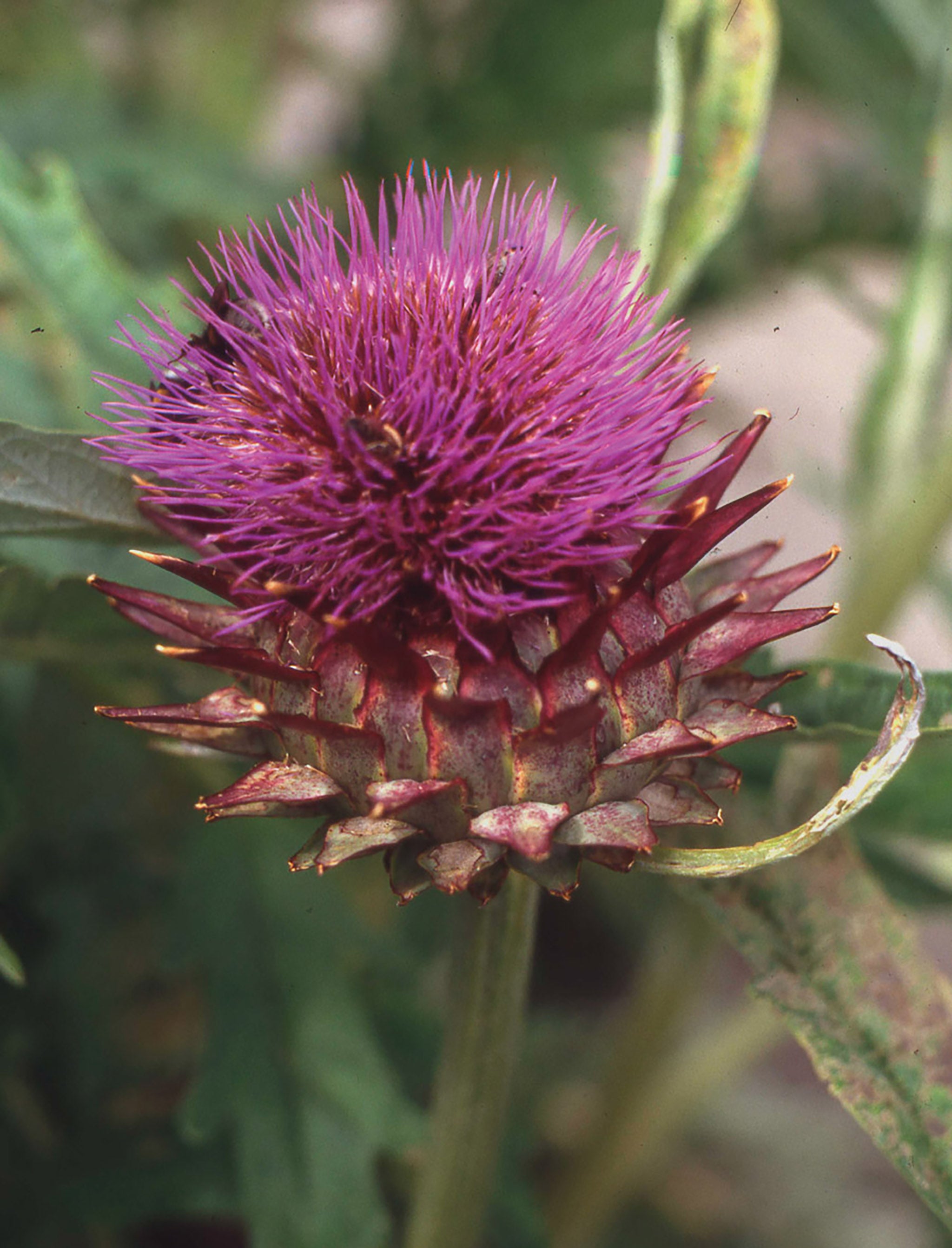 Cardoon, Cardoon – William Dam Seeds