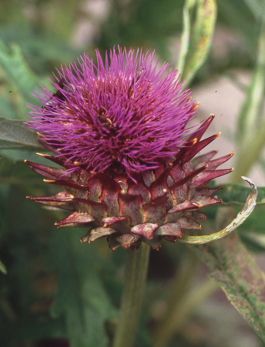 Cardoon, Cardoon