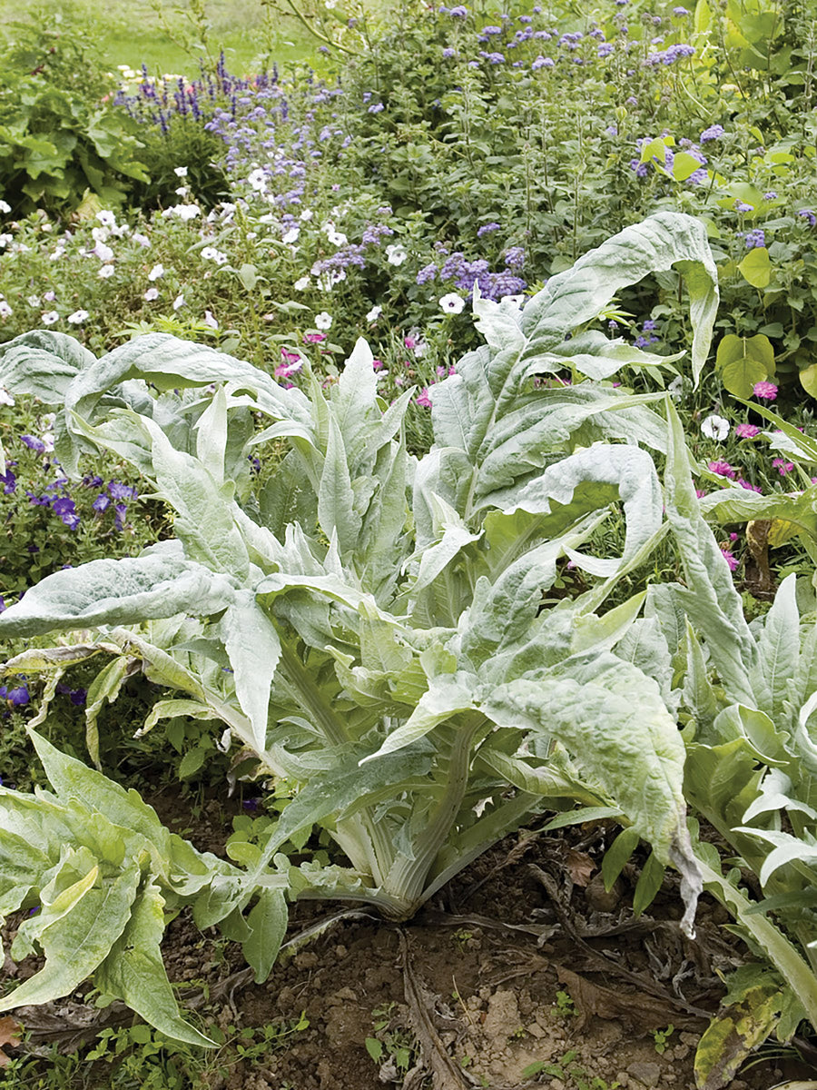 Cardoon, Cardoon