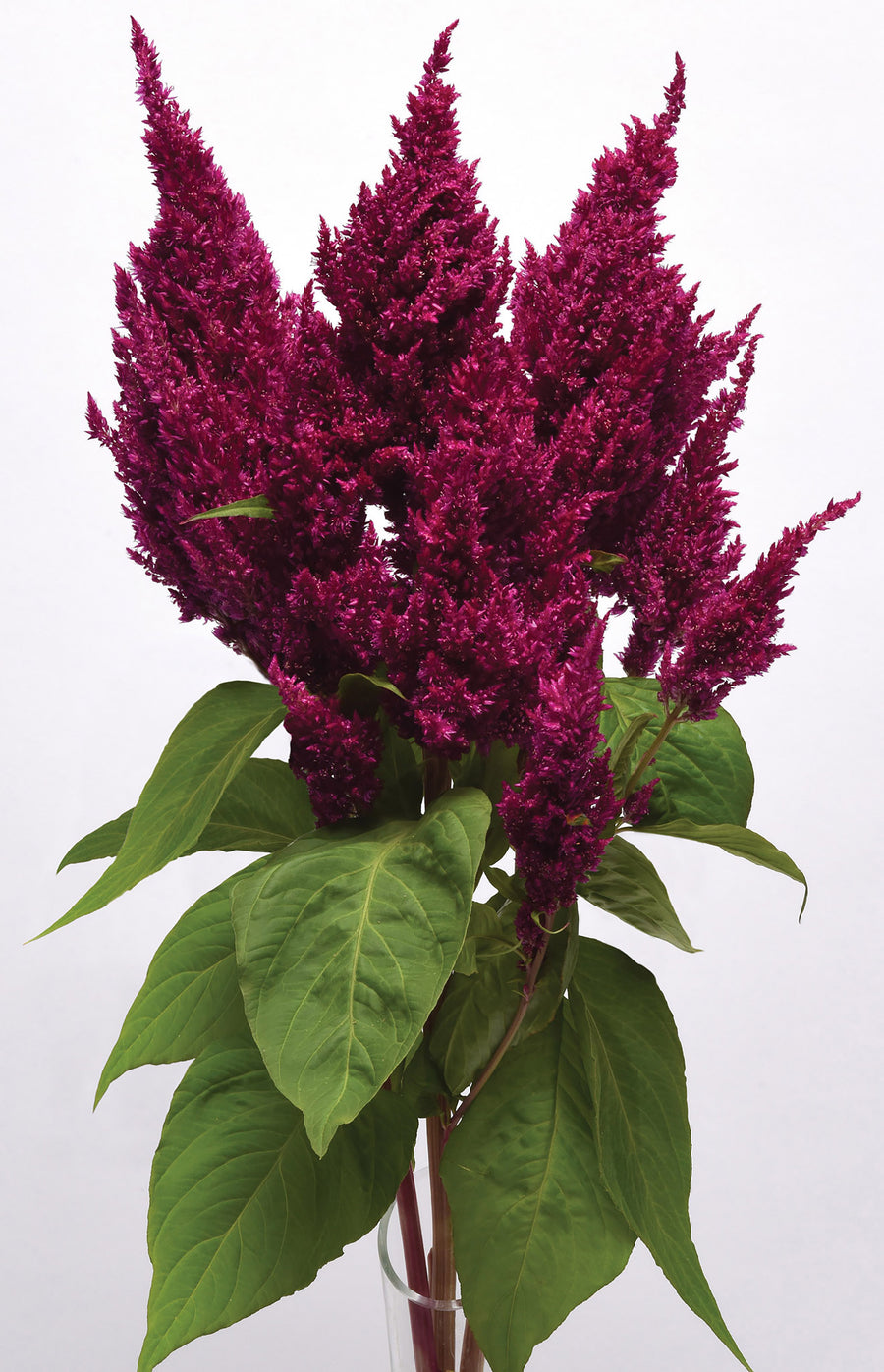 Celosia, Sunday Purple