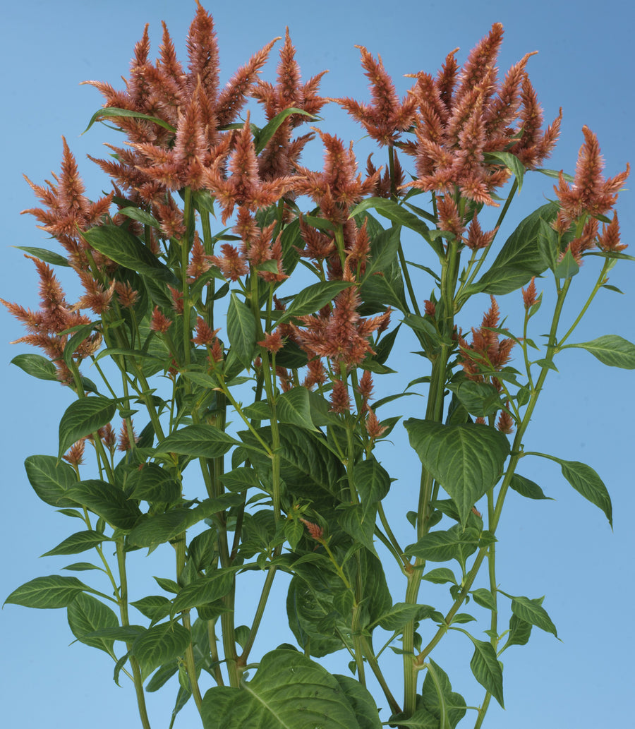 Celosia, Celway Terracotta