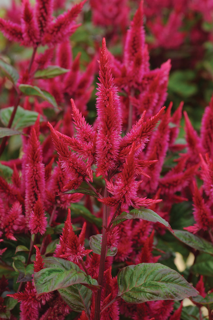 Celosia, Celway Red