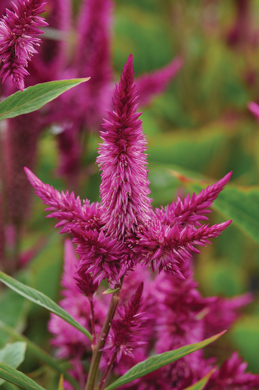 Celosia, Celway Purple