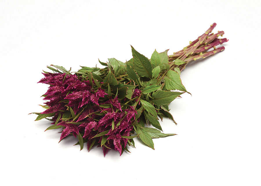 Celosia, Celway Purple