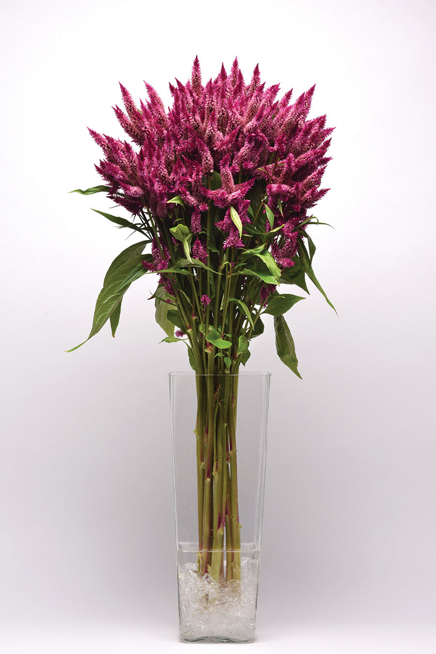 Celosia, Celway Purple