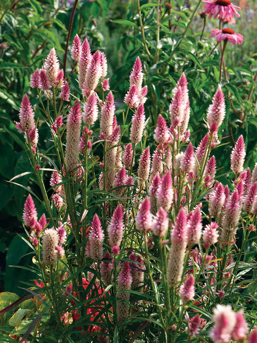 Celosia, Flamingo Feather