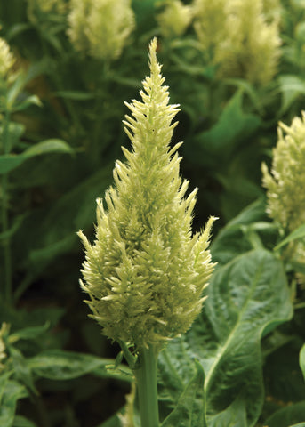 Celosia, Sunday Green