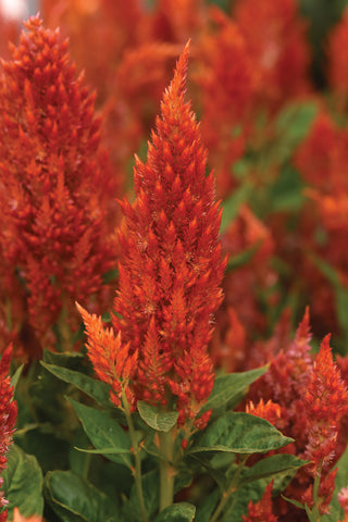 Celosia, Sunday Orange Improved