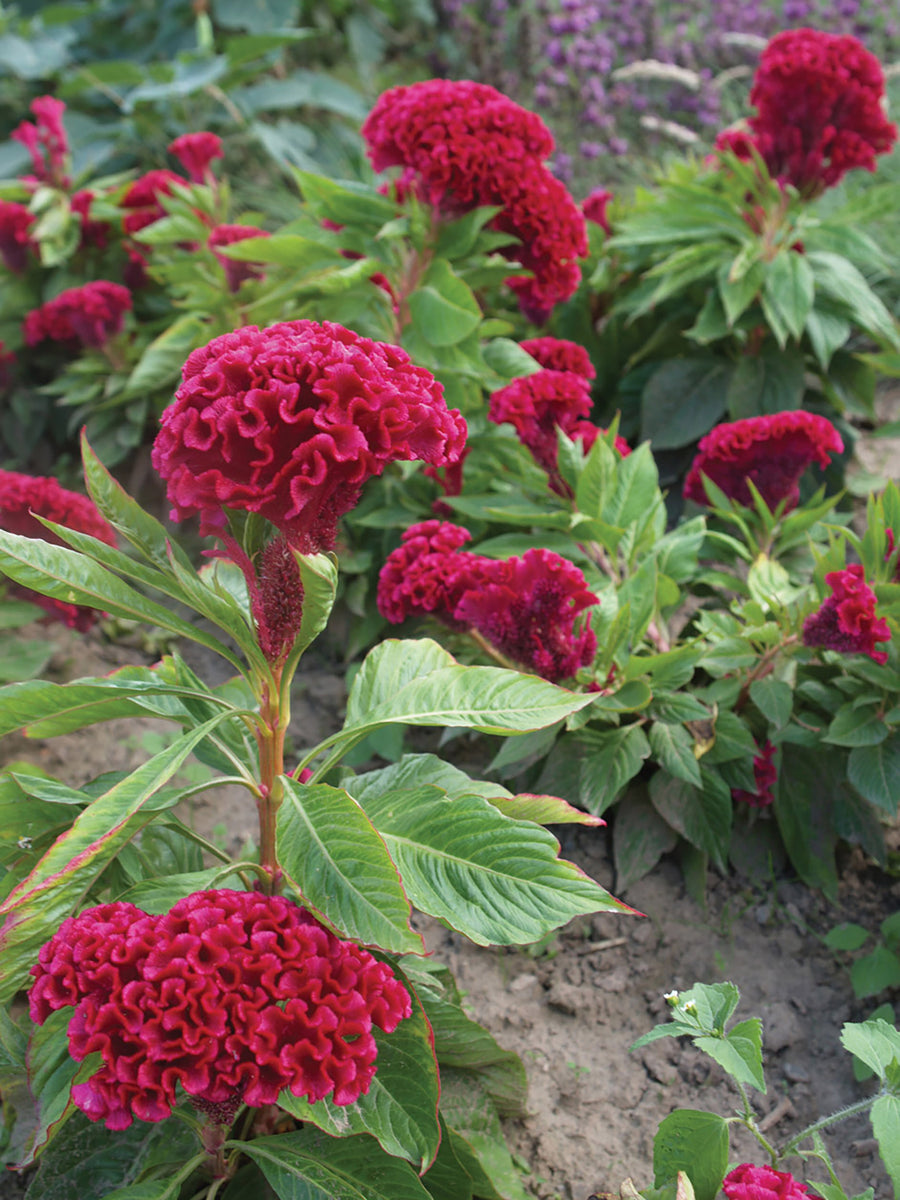 Celosia, Tornado Red Organic