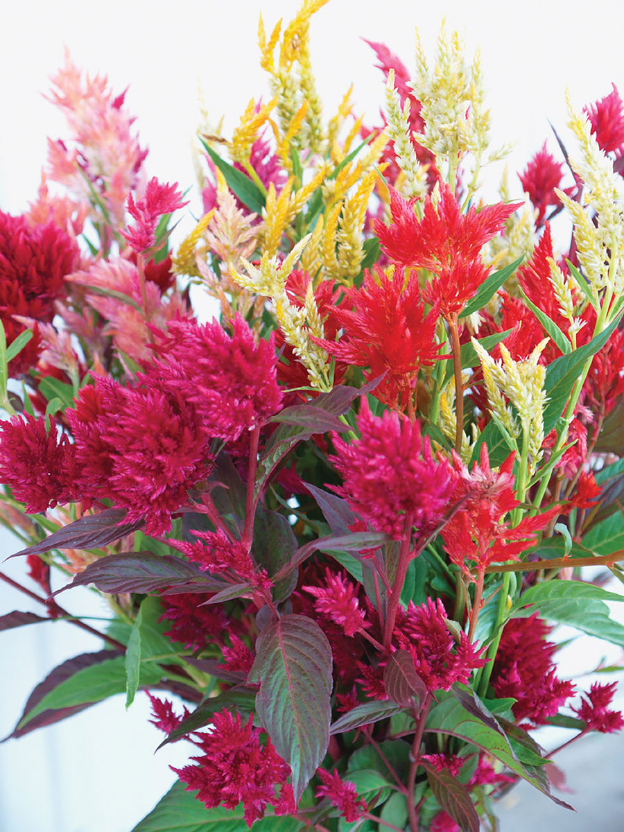 Celosia, Pampas Plume