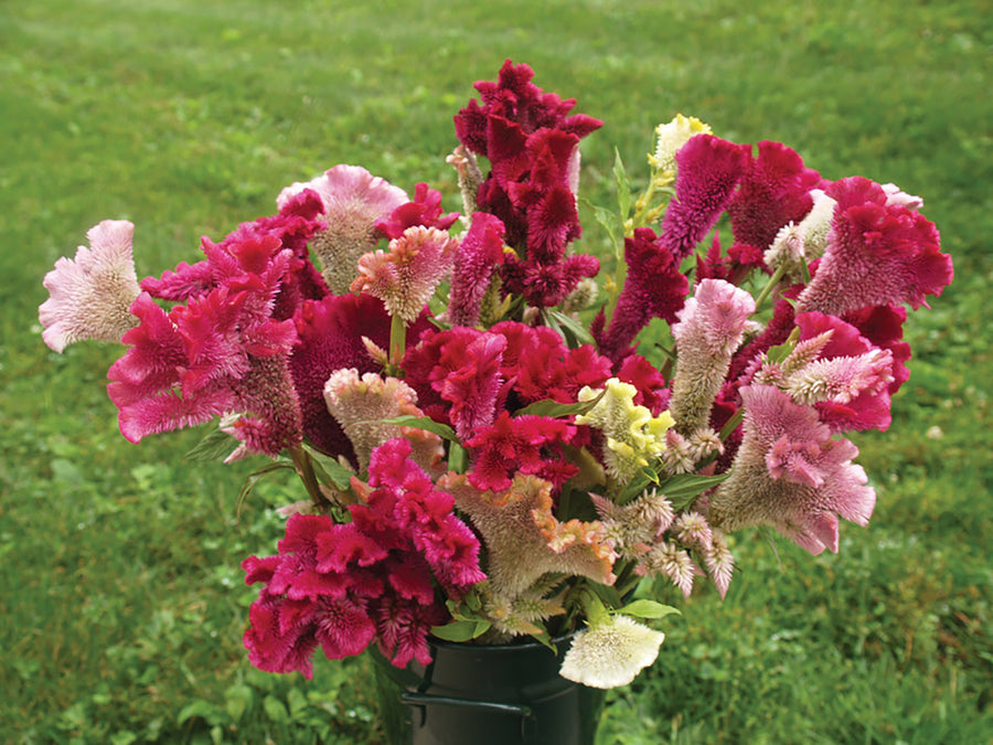 Celosia, Tall Cristata Mix