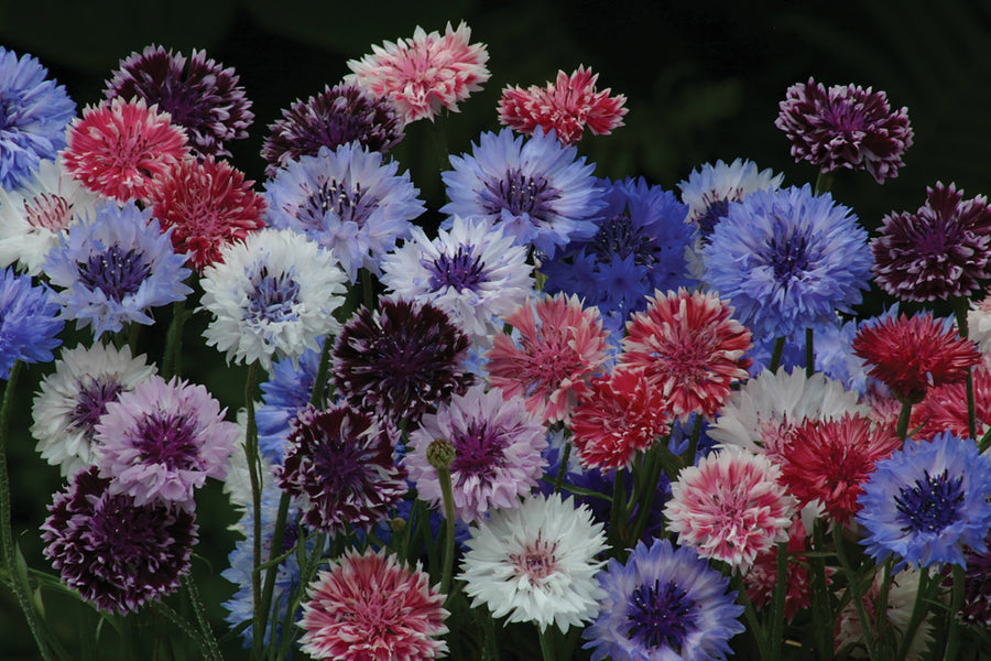 Centaurea, Classic Artistic Mix