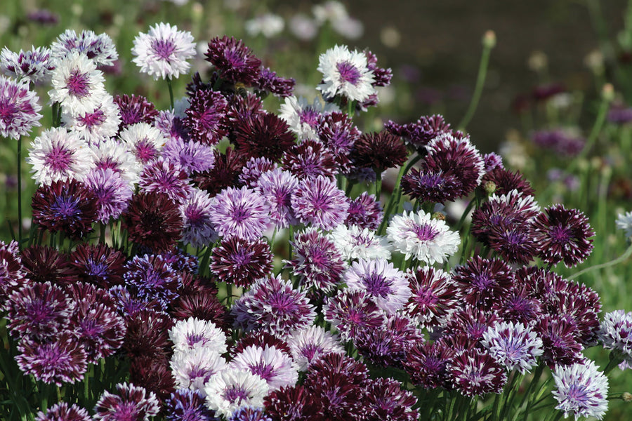 Centaurea, Artistic Magic Mix