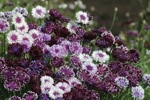 Centaurea