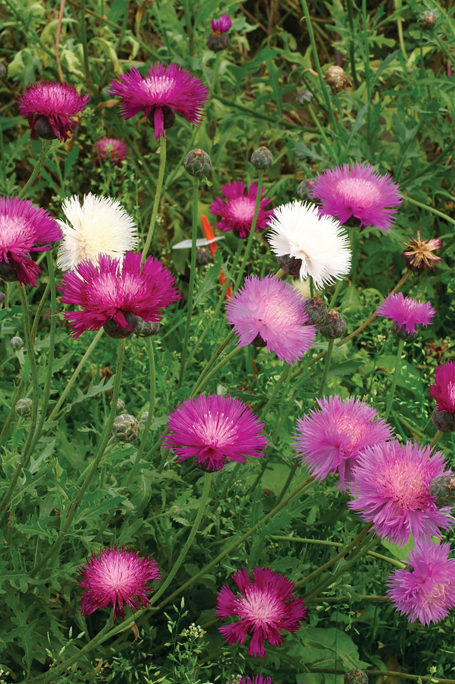 Centaurea, Sweet Sultan