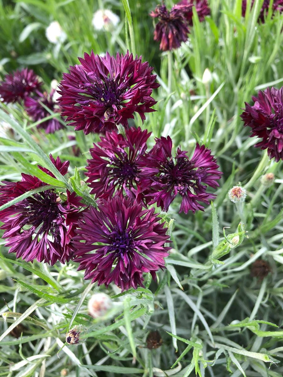 Centaurea, BlackBall