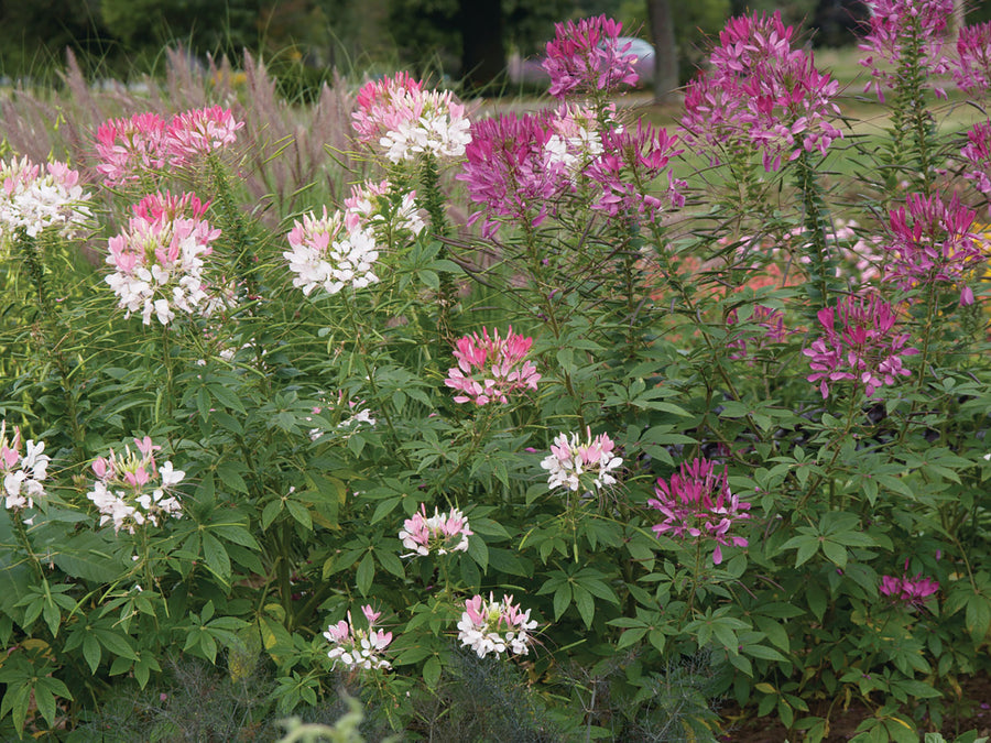 Cleome, Colour Fountain Mix