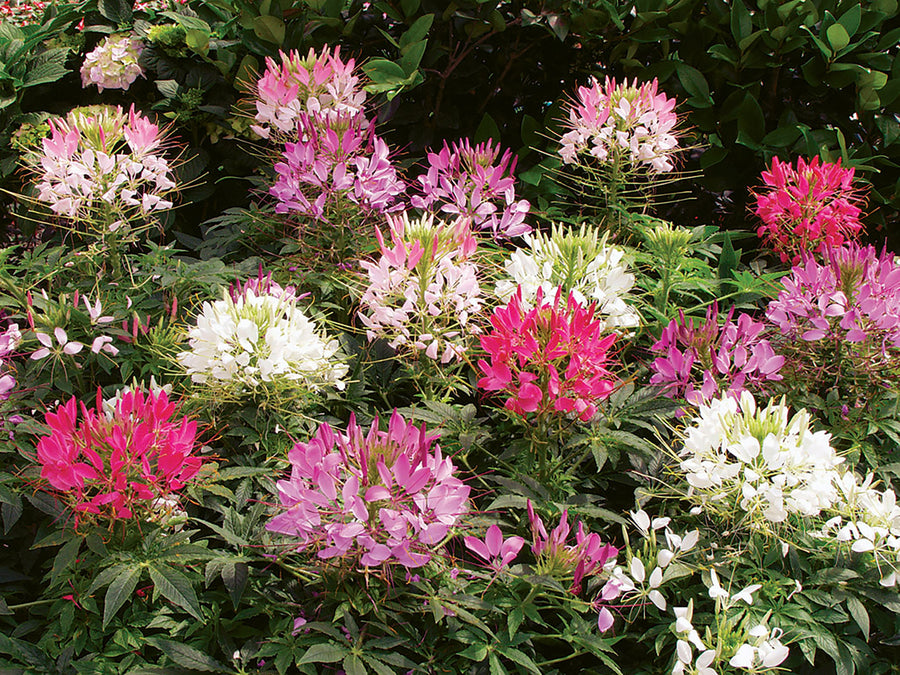 Cleome, Sparkler Mix