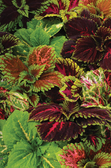 Coleus, Kong Empire Mix