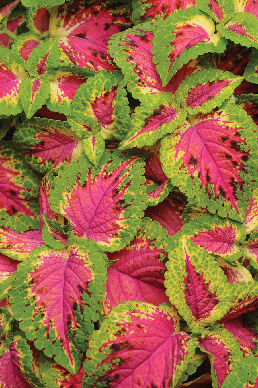 Coleus, Watermelon